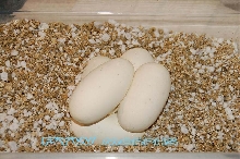 PYWmorphs 1st eggs!  Burgundy