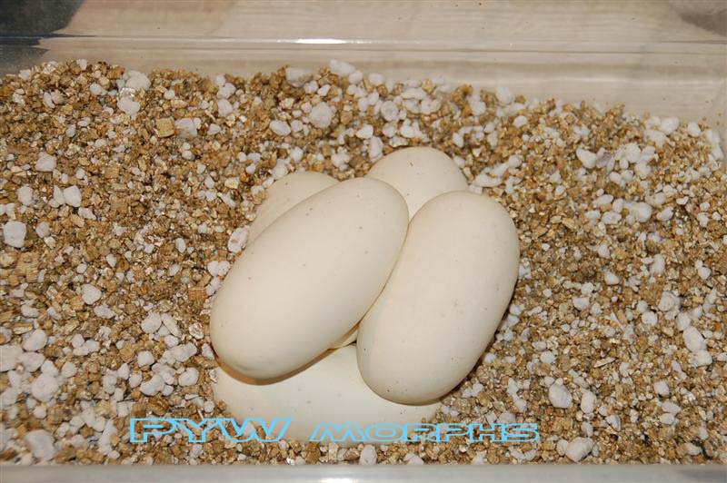 PYWmorphs 1st eggs!  Burgundy