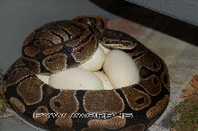 PYW  morphs 2nd ever clutch