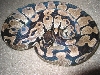 1.0 SK Axanthic