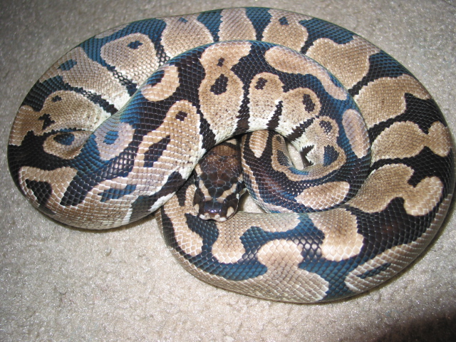 1.0 SK Axanthic