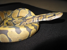 1.0 Hypo/Ghost