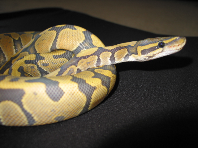 1.0 Hypo/Ghost
