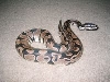 1.0 Axanthic SK 565g
