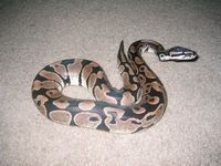 1.0 Axanthic SK 565g