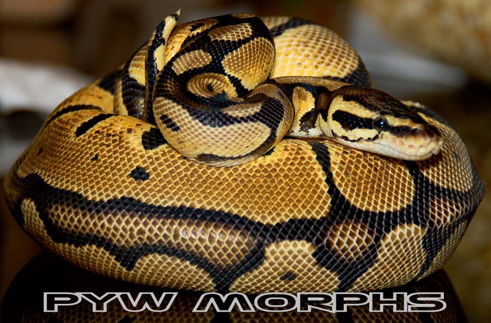 0.1 Pastel - PYW morphs