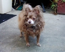 Chewbacca in his patio
