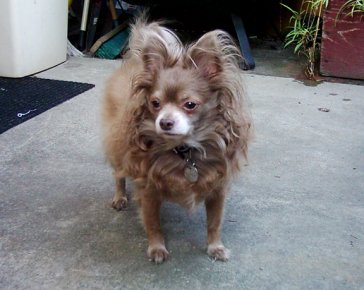 Chewbacca in his patio