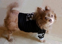 Chewbacca ready for football!