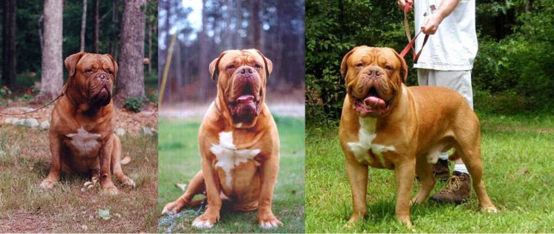Oscar,his son Jeager, and Jeagers son Rembrant