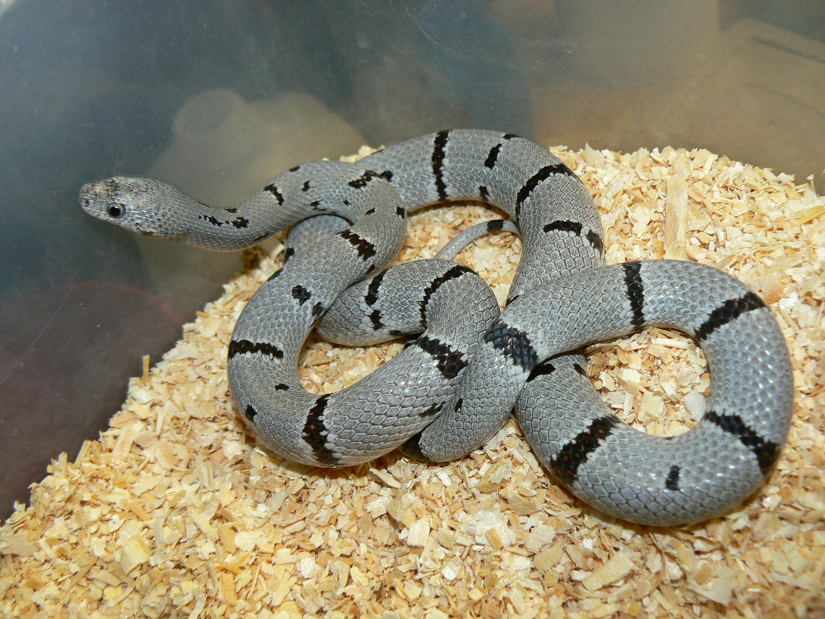 07 male gb2