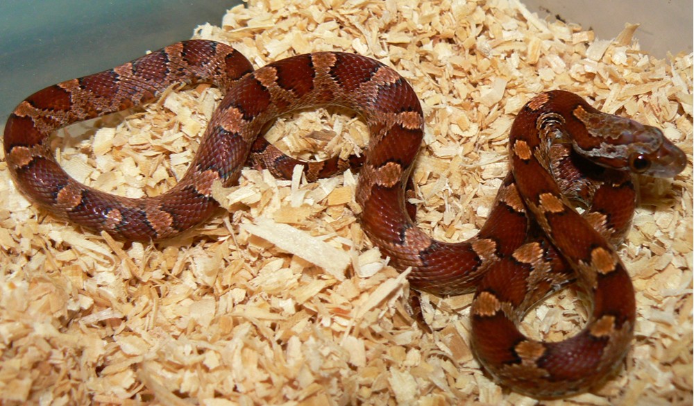08 female bloodred SWR