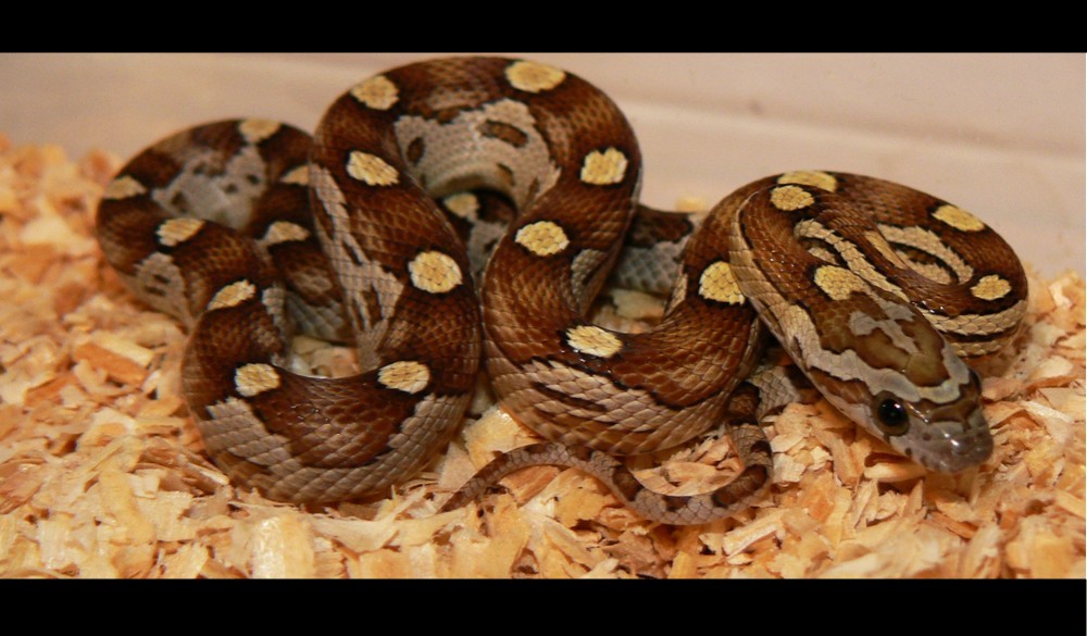 08 female caramel motley het amel John Stolz