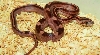 08 motley stripe het hypo lavendar