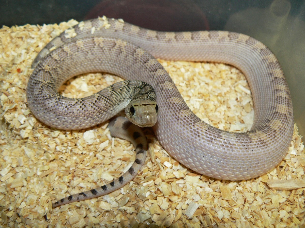 08 female sunrise