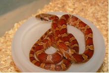 08 male bloodred SWR