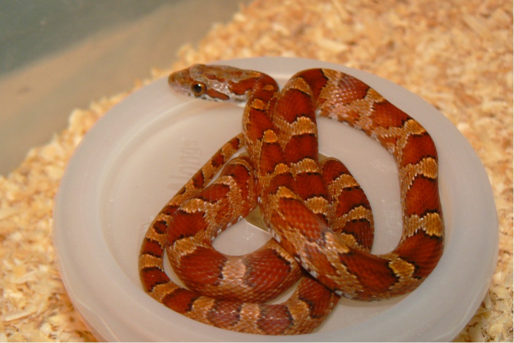 08 male bloodred SWR