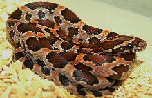 08 male okeetee SMR
