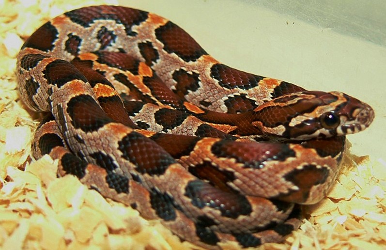08 male okeetee SMR