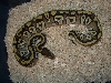female mojave