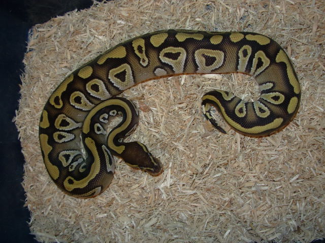female mojave