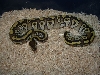 mojave female 2