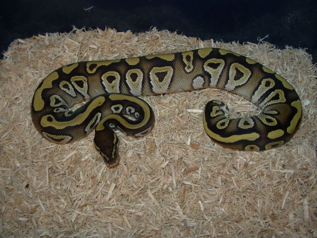mojave female 2