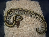 mojave female