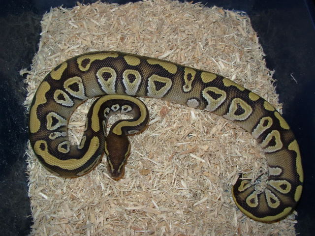 mojave female