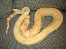 Anton