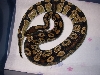 odd male c.h