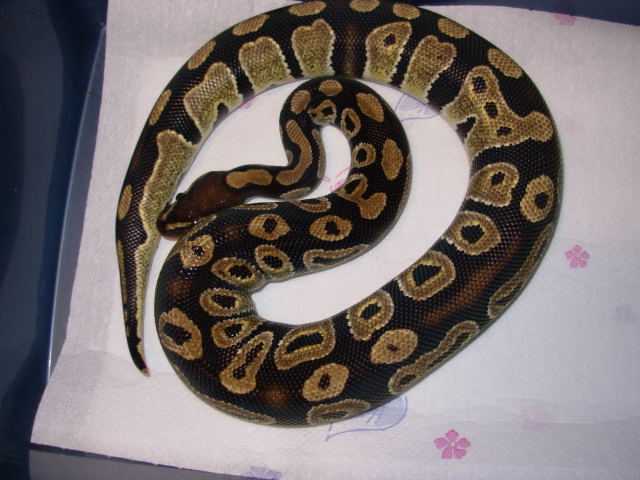 odd male c.h