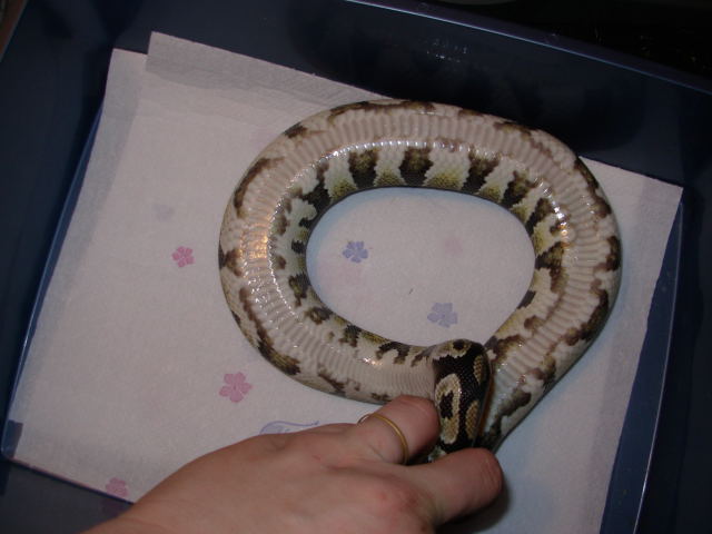 odd male c.h belly