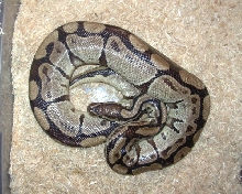 axanthic