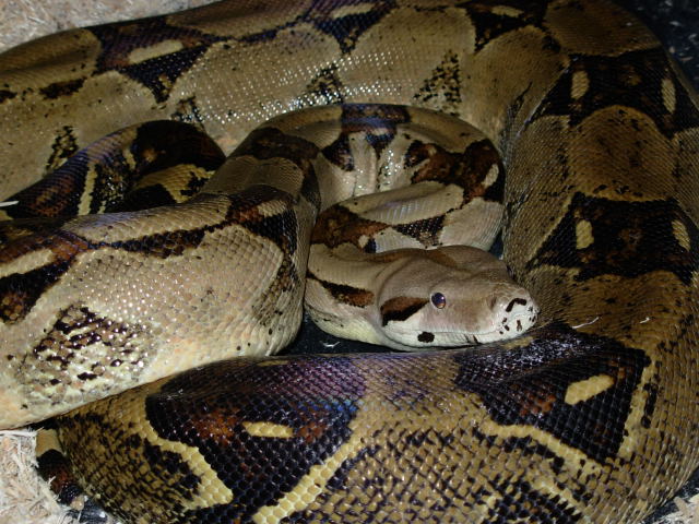 boa#66