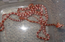 Crimson?