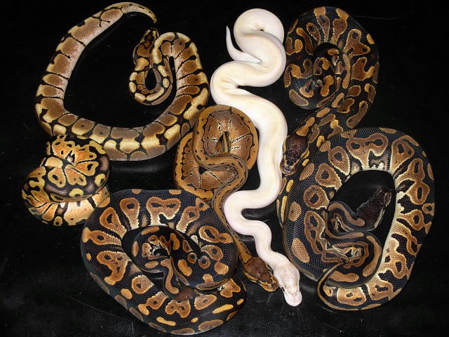 group shot