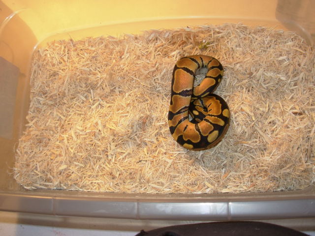 high orange