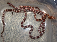 hypo?