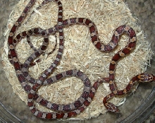 hypo2?