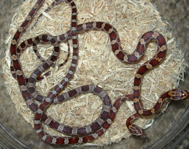 hypo2?