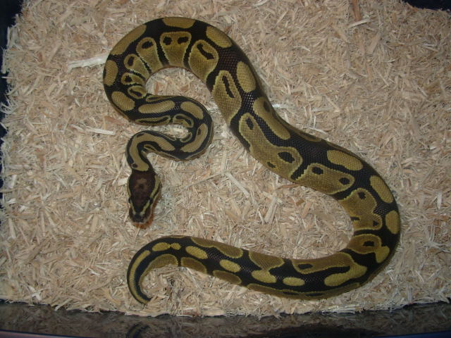 fire?