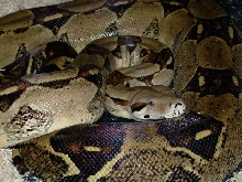 pet shop boa