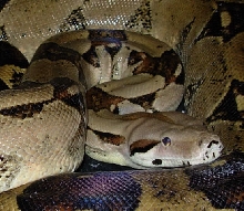 Female boa #66