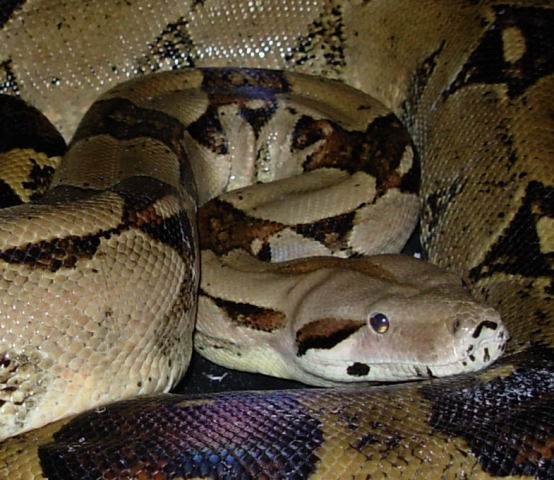 Female boa #66