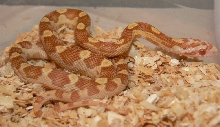 08 male motley butter John Stolz