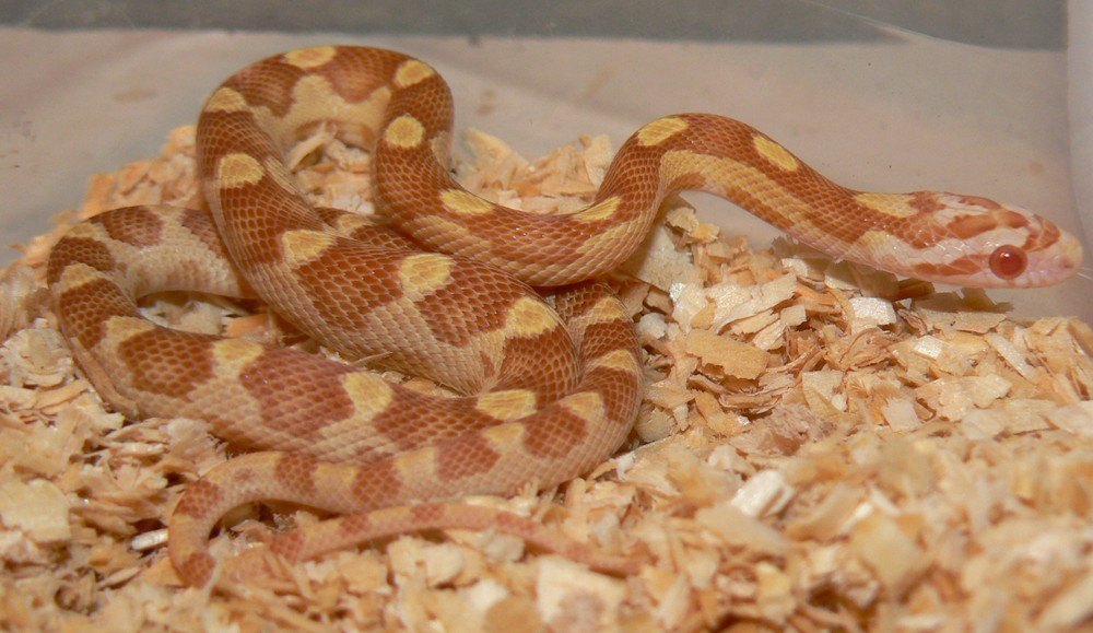 08 male motley butter John Stolz
