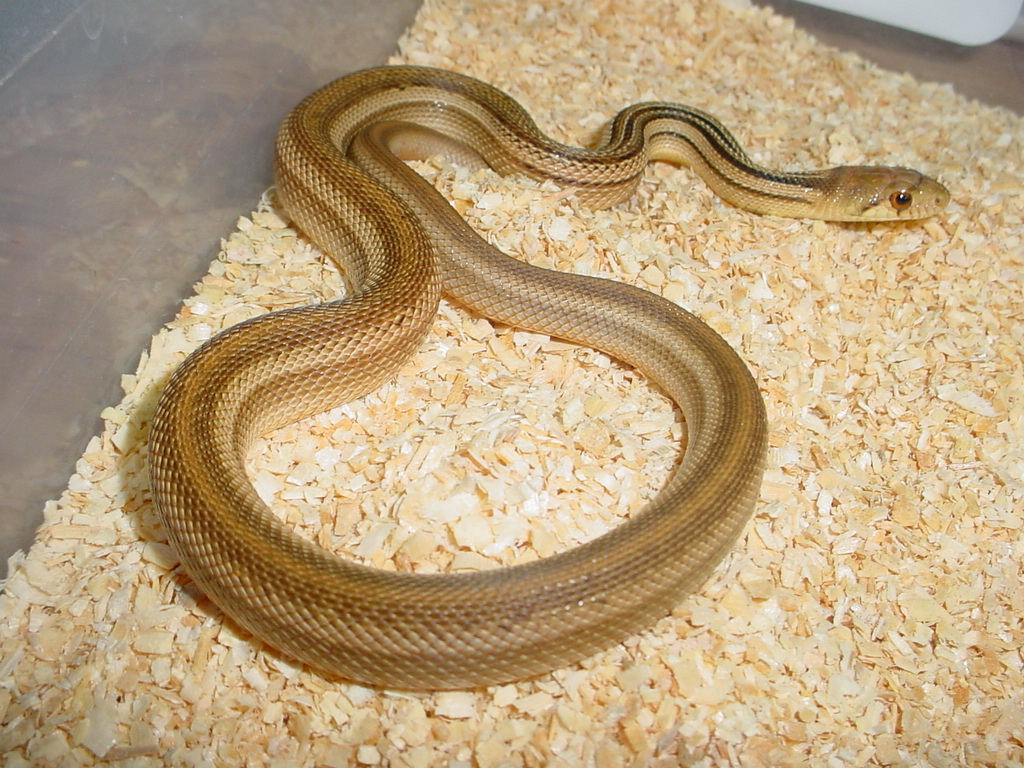 Striped San Diego