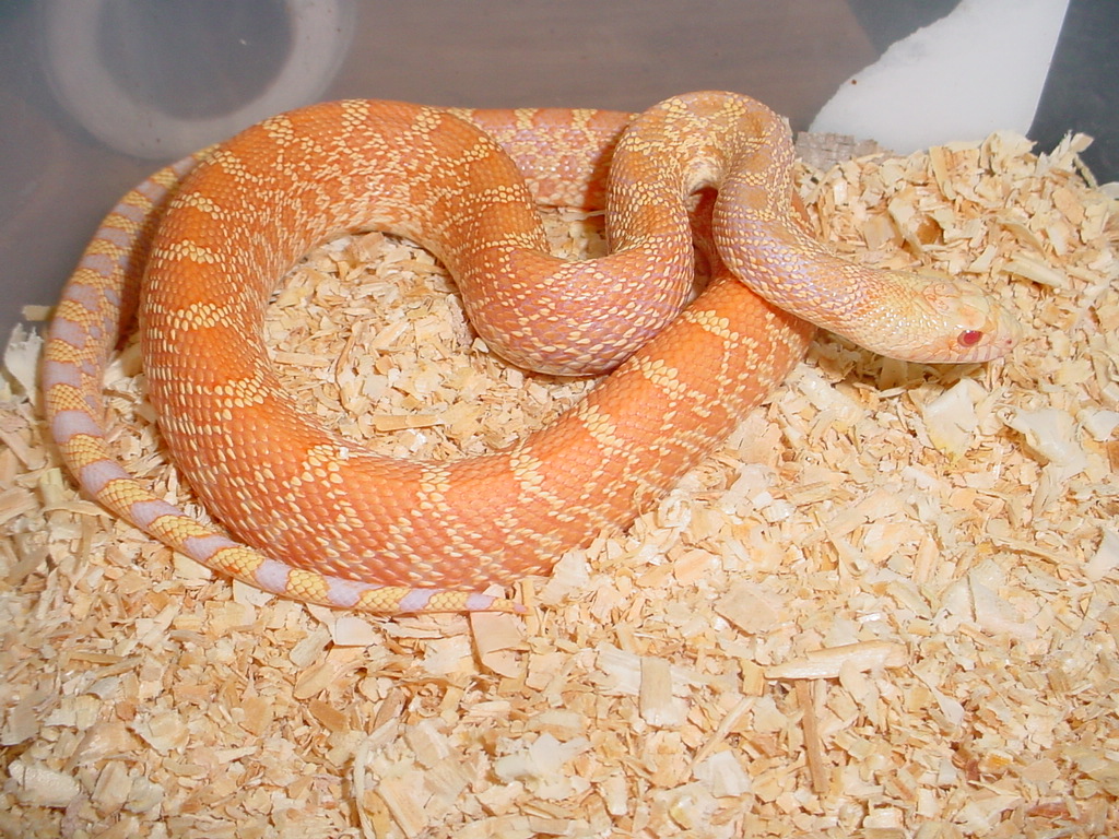 albino sayi het patternless