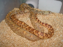 green het albino sonoran